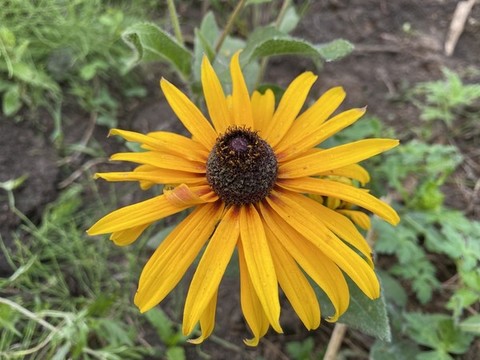黑心金光菊