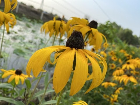 黑心金光菊