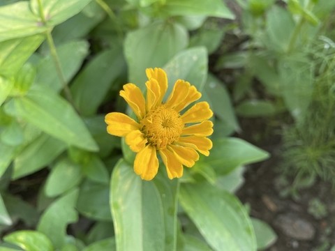 百日菊