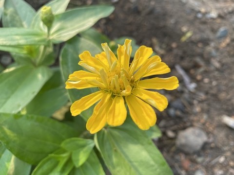 百日菊