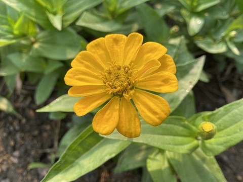 百日菊