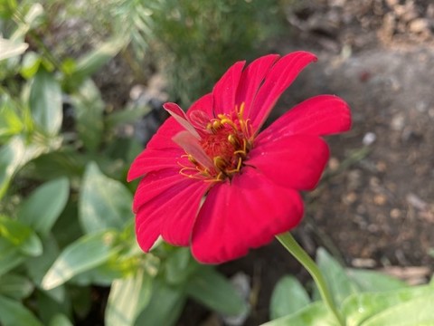 百日菊