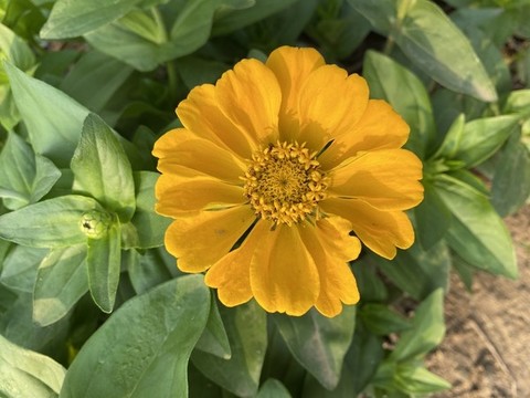 百日菊