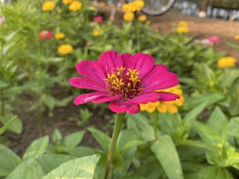 百日菊