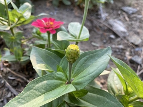百日菊