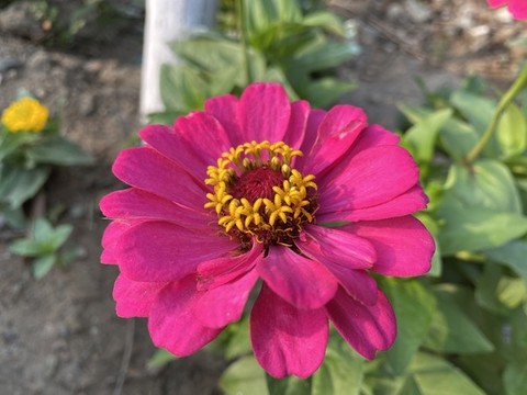 百日菊