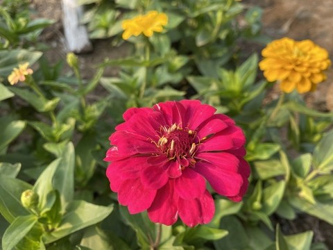 百日菊