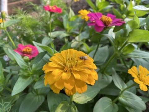 百日菊
