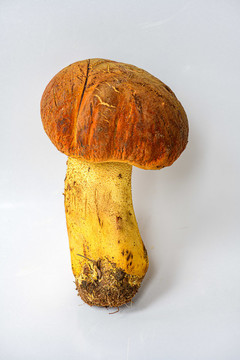 黃牛肝菌