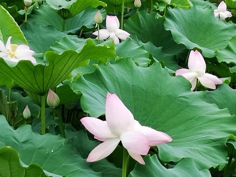 荷花