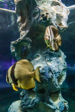 短翅蝙蝠魚