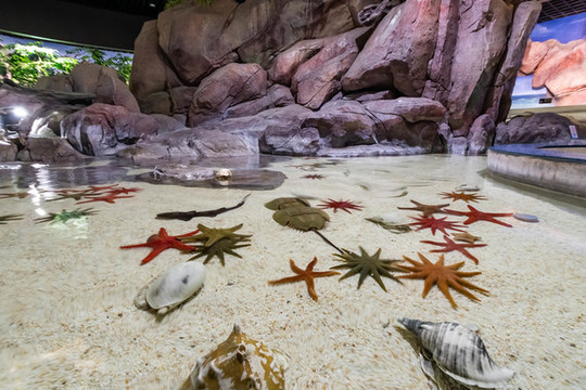 海生物觸摸池