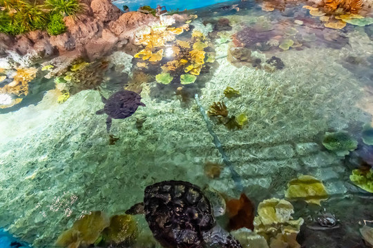 海龜
