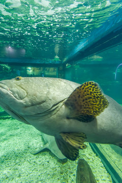 龍躉魚