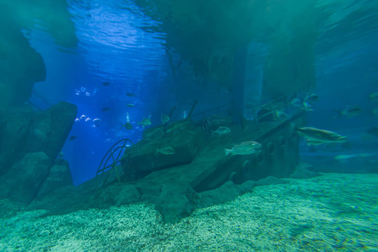 海洋館海洋魚