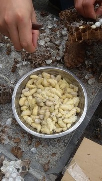 馬蜂窩