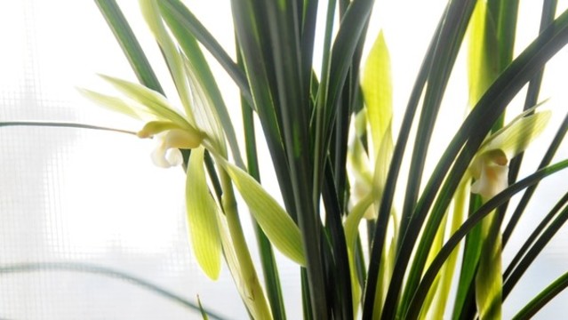 蘭花