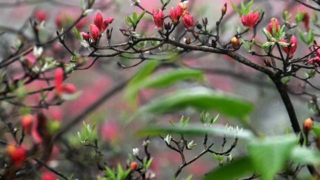 杜鵑花