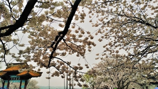 黿頭渚櫻花
