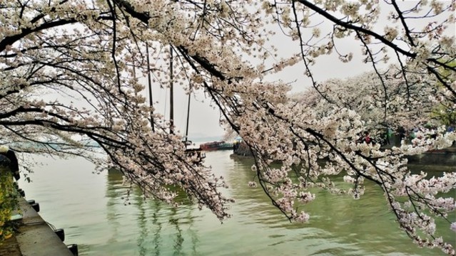 黿頭渚櫻花