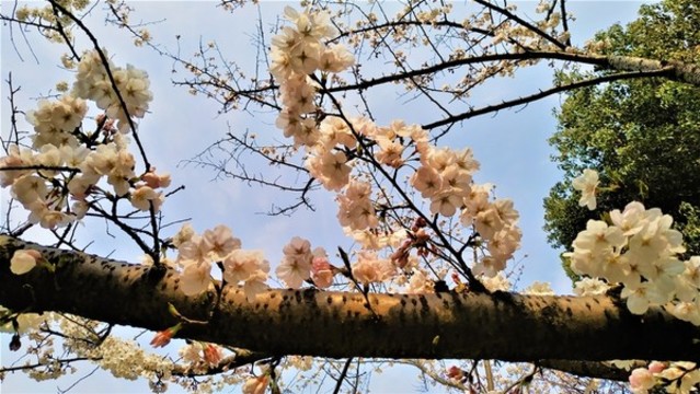 櫻花