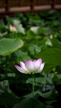 夏荷