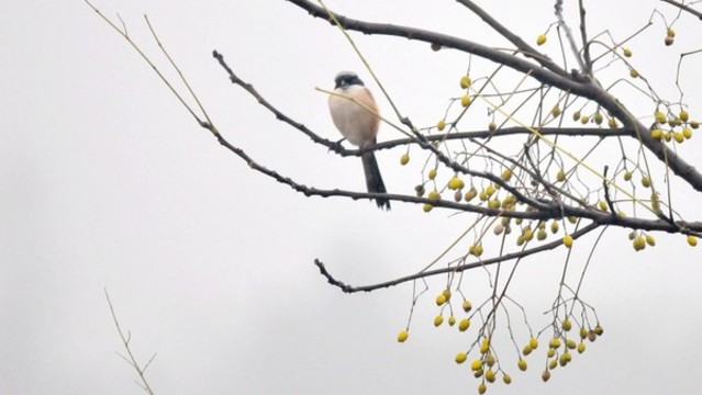 伯勞