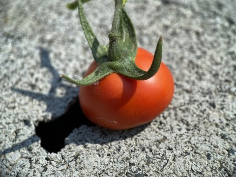 西紅柿