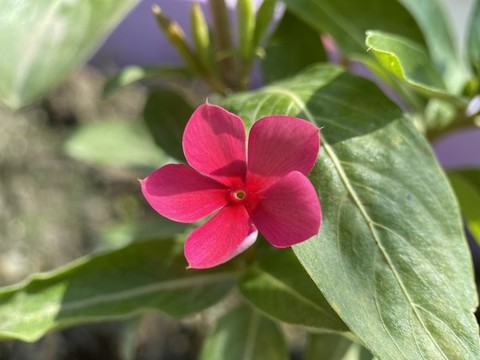 長春花