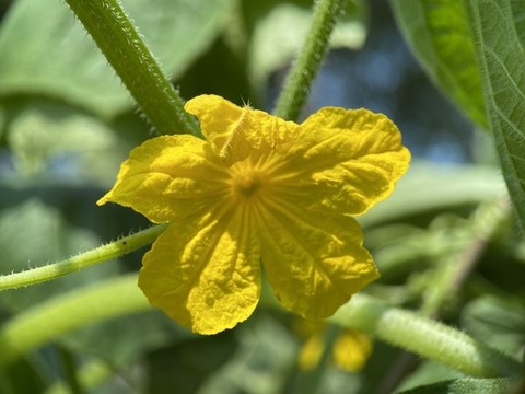 黃瓜花