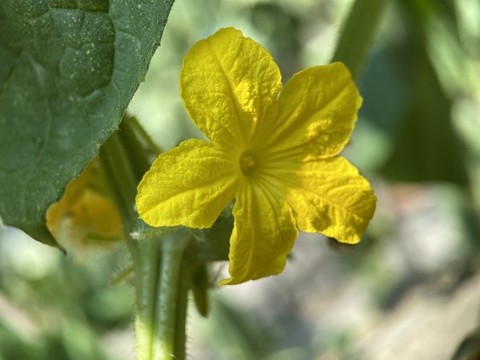 黃瓜花