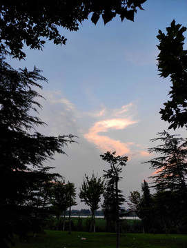 夕陽大樹剪影