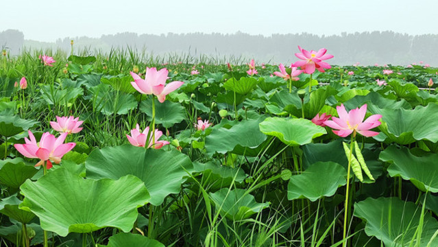 荷花