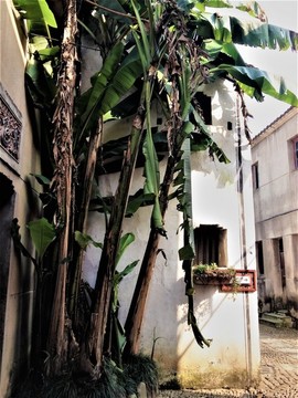 芭蕉樹