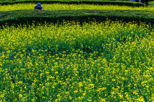中國(guó)長(zhǎng)春公園盛開(kāi)的油菜花
