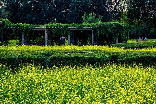中國長春公園盛開的油菜花