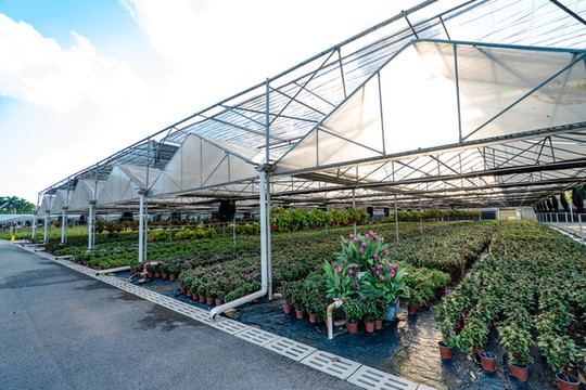 南寧花卉公園育苗基地