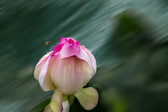 水墨畫(huà)搖曳的荷花
