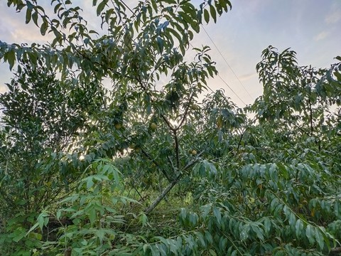 黃桃樹與黃桃