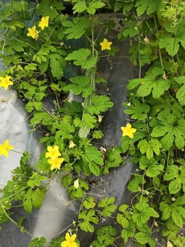 苦瓜葉與花