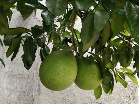 一對青柚子