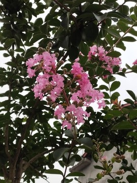 紫薇花特寫