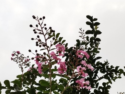 紫薇花