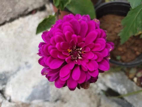 百日菊花兒開