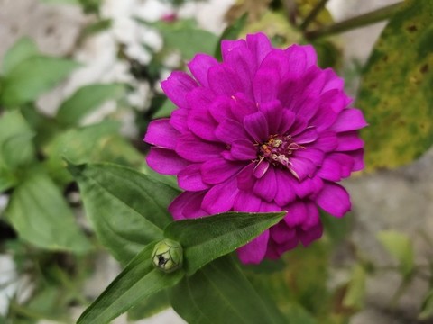 百日菊