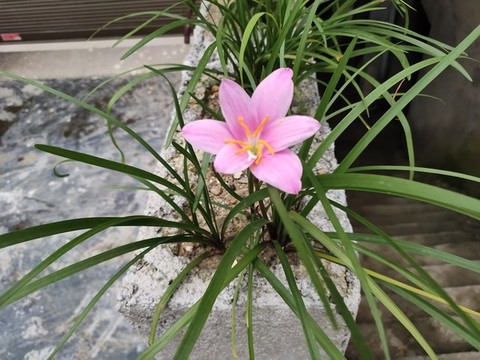 水仙花特寫