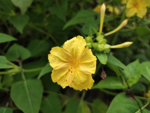 胭脂花特寫