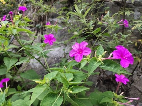 紫茉莉
