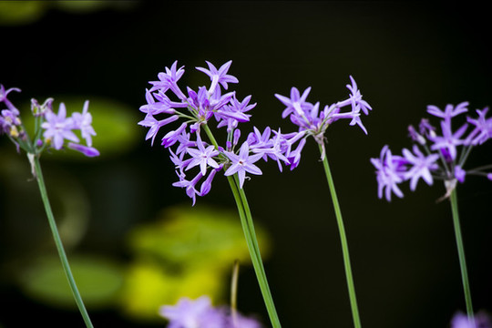 紫嬌花