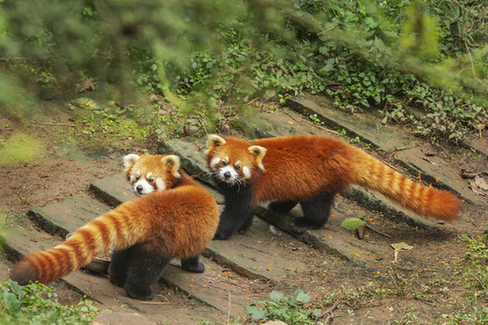 小熊貓